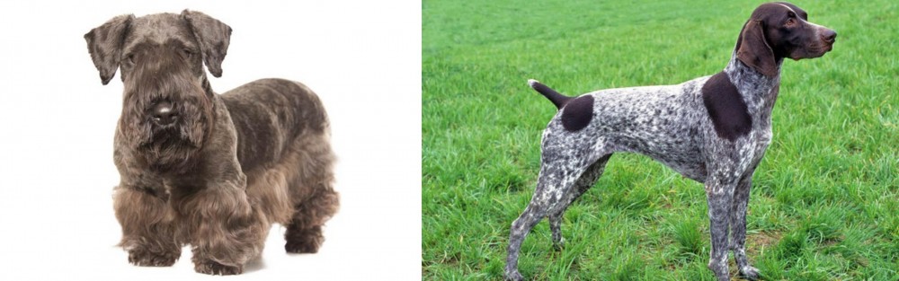 German Shorthaired Pointer vs Cesky Terrier - Breed Comparison