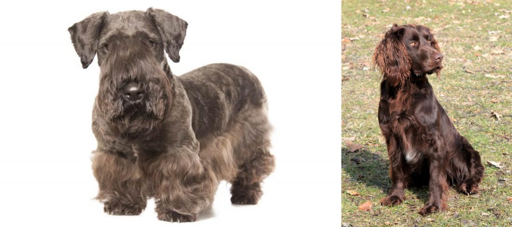 German Spaniel vs Cesky Terrier - Breed Comparison