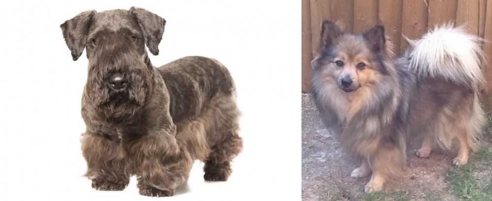 German Spitz (Mittel) vs Cesky Terrier - Breed Comparison
