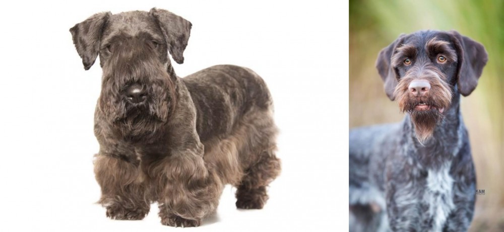 German Wirehaired Pointer vs Cesky Terrier - Breed Comparison