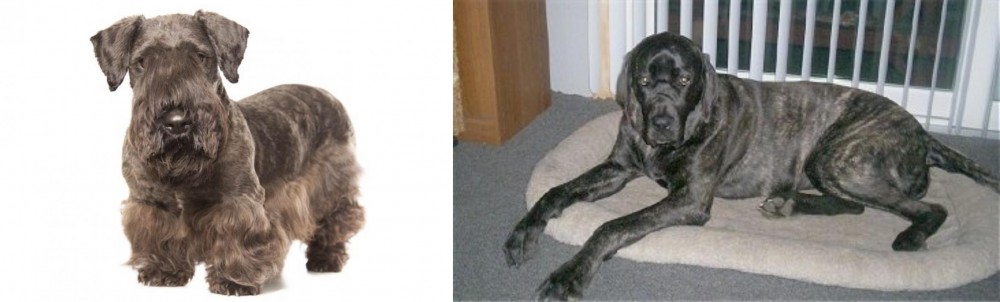 Giant Maso Mastiff vs Cesky Terrier - Breed Comparison