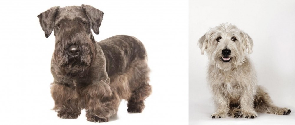 Glen of Imaal Terrier vs Cesky Terrier - Breed Comparison