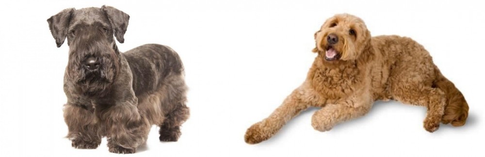 Golden Doodle vs Cesky Terrier - Breed Comparison