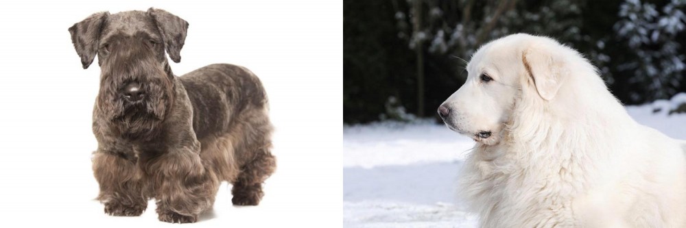 Great Pyrenees vs Cesky Terrier - Breed Comparison