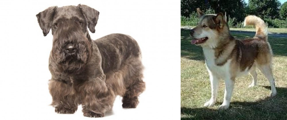 Greenland Dog vs Cesky Terrier - Breed Comparison