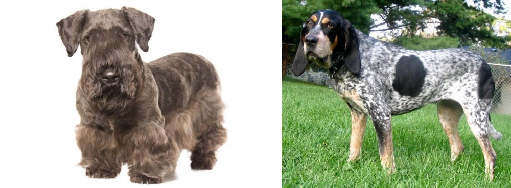 Griffon Bleu de Gascogne vs Cesky Terrier - Breed Comparison