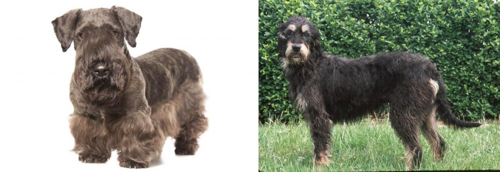 Griffon Nivernais vs Cesky Terrier - Breed Comparison