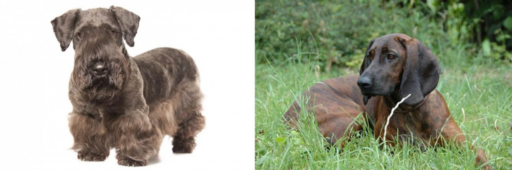 Hanover Hound vs Cesky Terrier - Breed Comparison