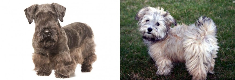 Havapoo vs Cesky Terrier - Breed Comparison