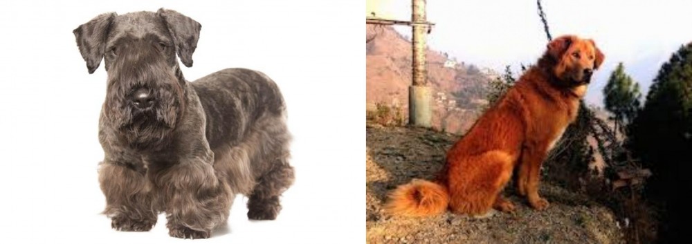 Himalayan Sheepdog vs Cesky Terrier - Breed Comparison