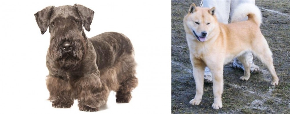 Hokkaido vs Cesky Terrier - Breed Comparison