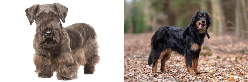 Hovawart vs Cesky Terrier - Breed Comparison