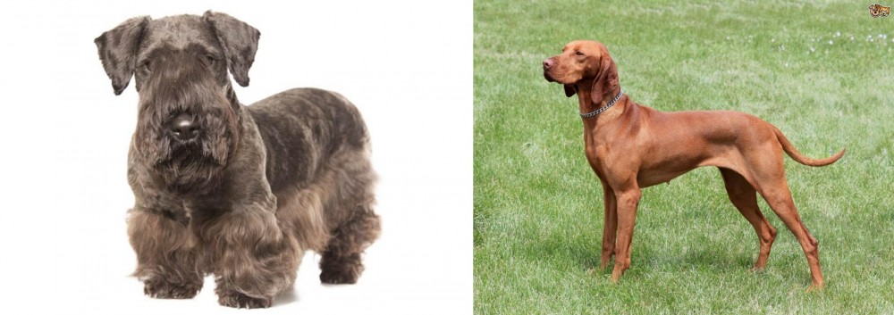 Hungarian Vizsla vs Cesky Terrier - Breed Comparison