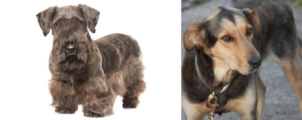 Huntaway vs Cesky Terrier - Breed Comparison