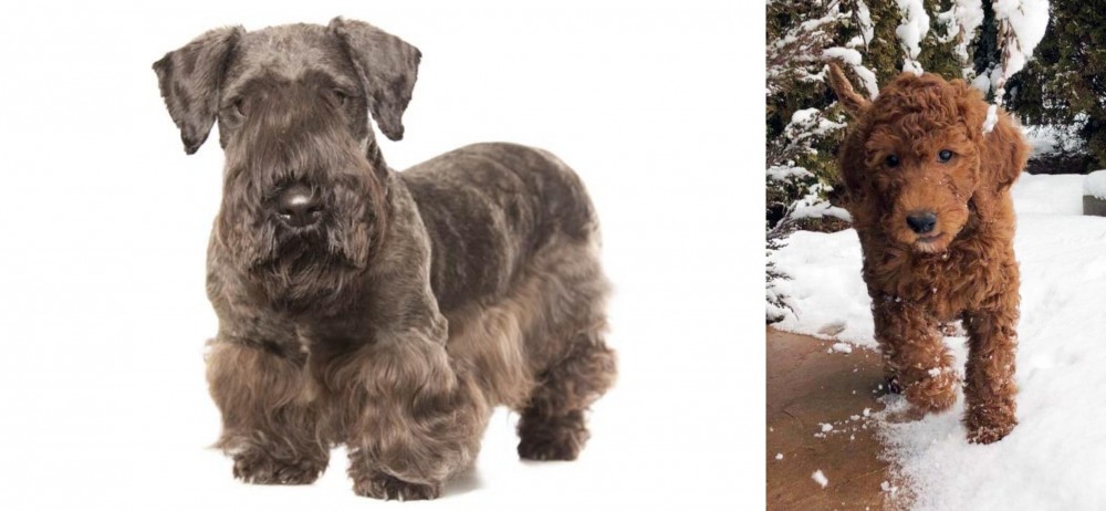 Irish Doodles vs Cesky Terrier - Breed Comparison