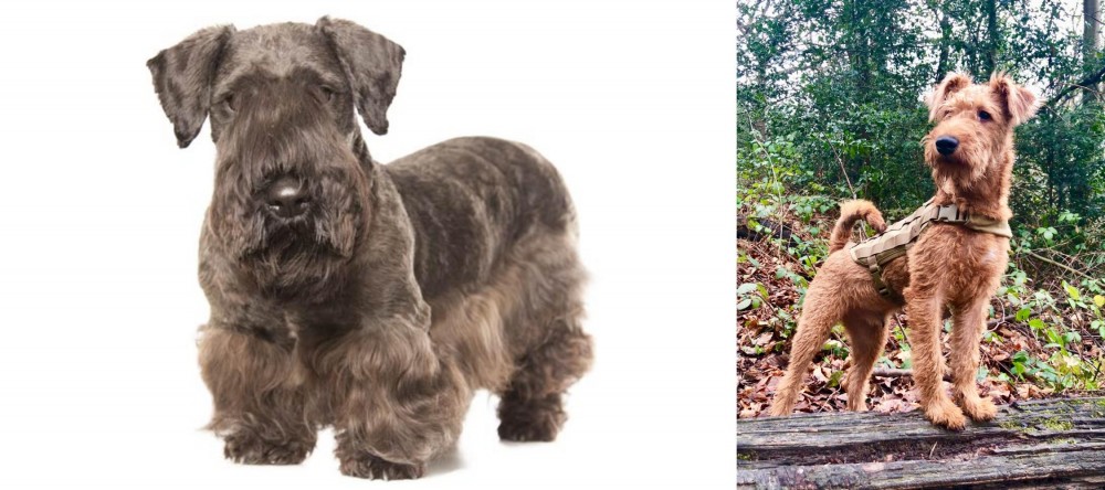 Irish Terrier vs Cesky Terrier - Breed Comparison