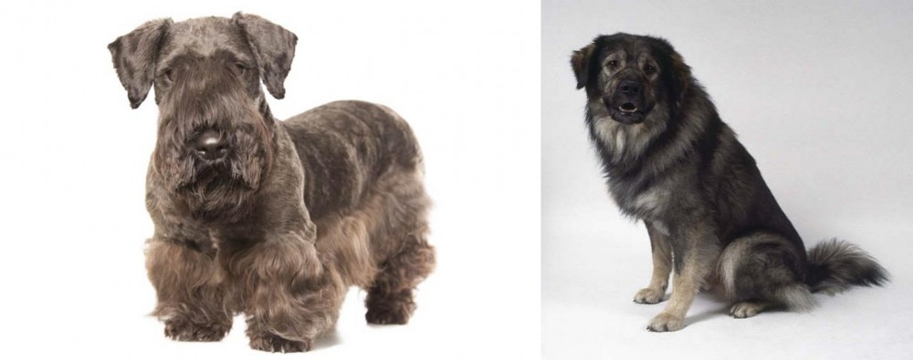 Istrian Sheepdog vs Cesky Terrier - Breed Comparison