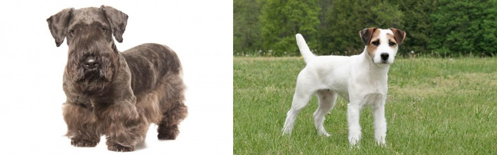 Jack Russell Terrier vs Cesky Terrier - Breed Comparison