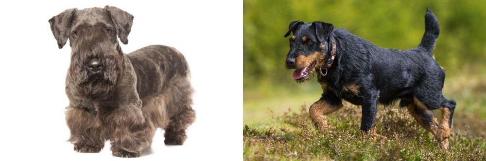 Jagdterrier vs Cesky Terrier - Breed Comparison