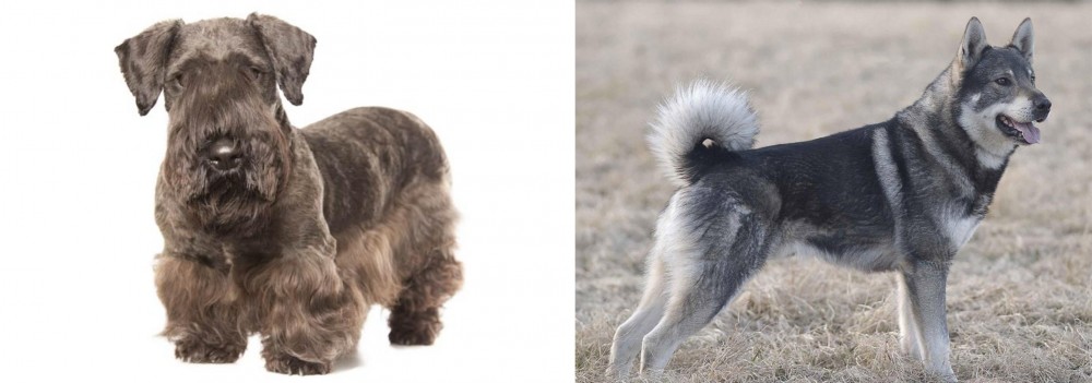 Jamthund vs Cesky Terrier - Breed Comparison