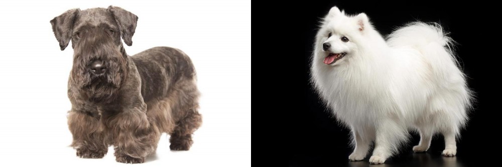 Japanese Spitz vs Cesky Terrier - Breed Comparison