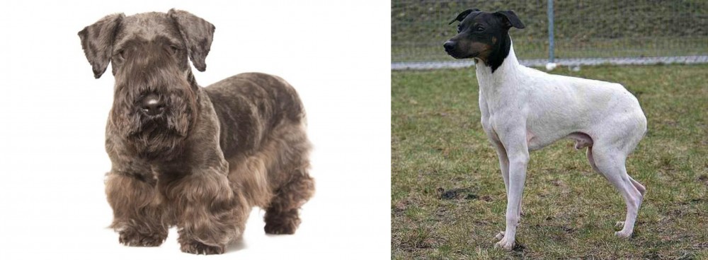 Japanese Terrier vs Cesky Terrier - Breed Comparison