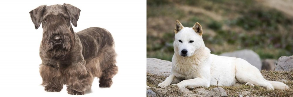 Jindo vs Cesky Terrier - Breed Comparison