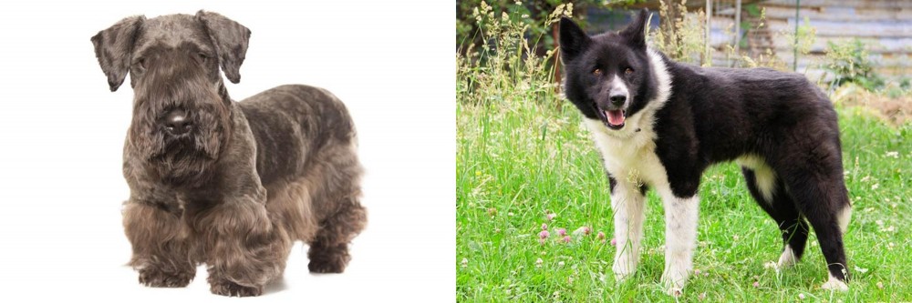 Karelian Bear Dog vs Cesky Terrier - Breed Comparison