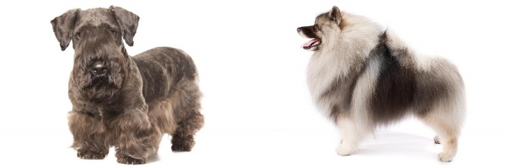 Keeshond vs Cesky Terrier - Breed Comparison