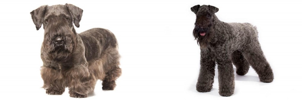 Kerry Blue Terrier vs Cesky Terrier - Breed Comparison