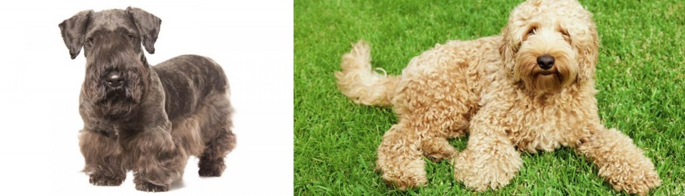 Labradoodle vs Cesky Terrier - Breed Comparison