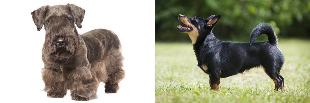 Lancashire Heeler vs Cesky Terrier - Breed Comparison
