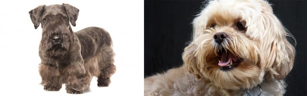 Lhasapoo vs Cesky Terrier - Breed Comparison