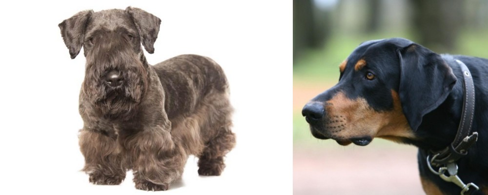 Lithuanian Hound vs Cesky Terrier - Breed Comparison