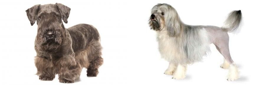 Lowchen vs Cesky Terrier - Breed Comparison