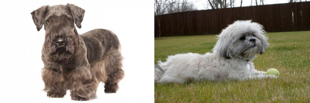 Mal-Shi vs Cesky Terrier - Breed Comparison