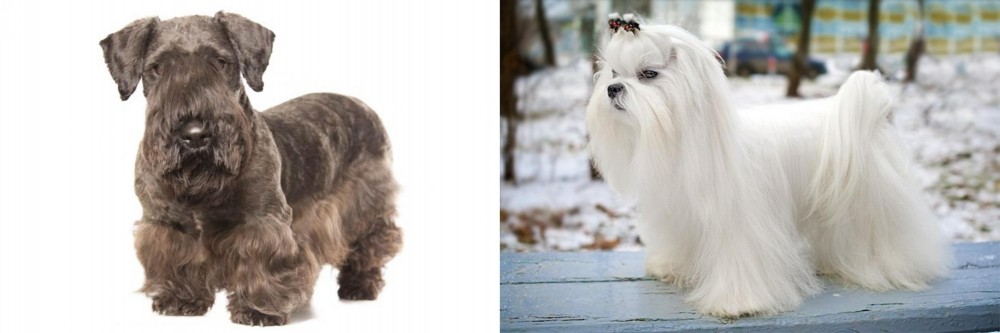 Maltese vs Cesky Terrier - Breed Comparison