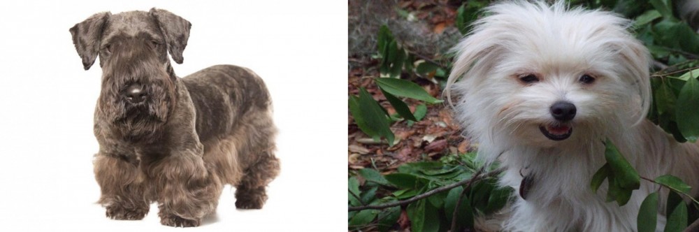 Malti-Pom vs Cesky Terrier - Breed Comparison