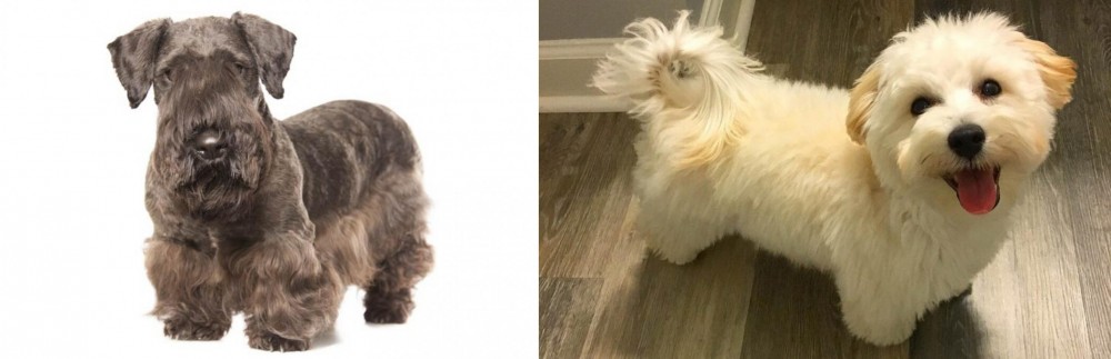 Maltipoo vs Cesky Terrier - Breed Comparison