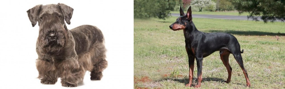 Manchester Terrier vs Cesky Terrier - Breed Comparison