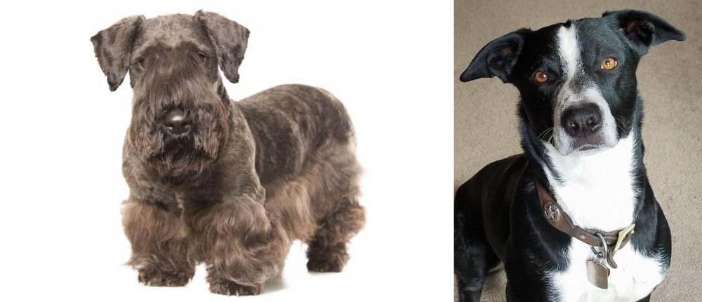 McNab vs Cesky Terrier - Breed Comparison
