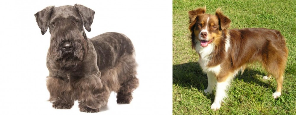 Miniature Australian Shepherd vs Cesky Terrier - Breed Comparison
