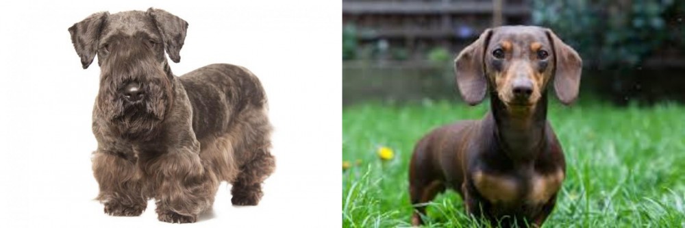 Miniature Dachshund vs Cesky Terrier - Breed Comparison