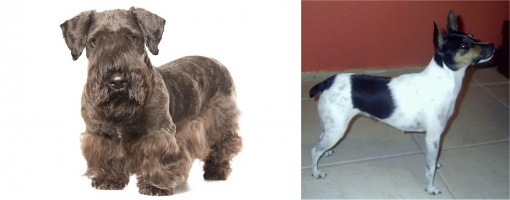 Miniature Fox Terrier vs Cesky Terrier - Breed Comparison