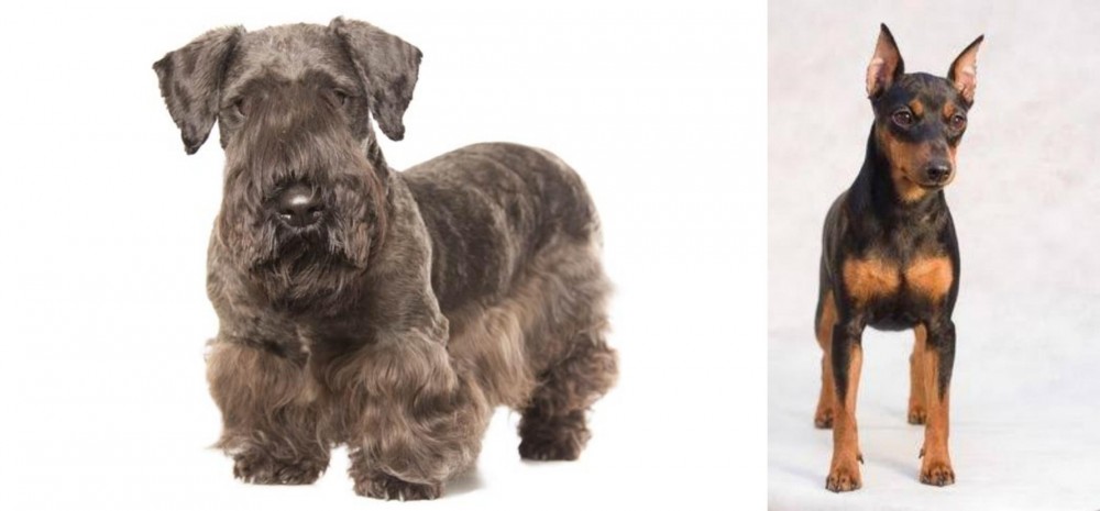 Miniature Pinscher vs Cesky Terrier - Breed Comparison
