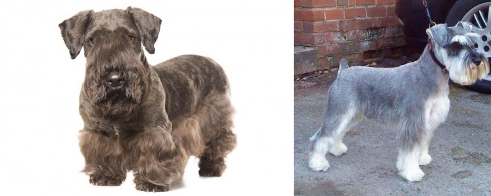 Miniature Schnauzer vs Cesky Terrier - Breed Comparison