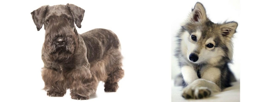 Miniature Siberian Husky vs Cesky Terrier - Breed Comparison