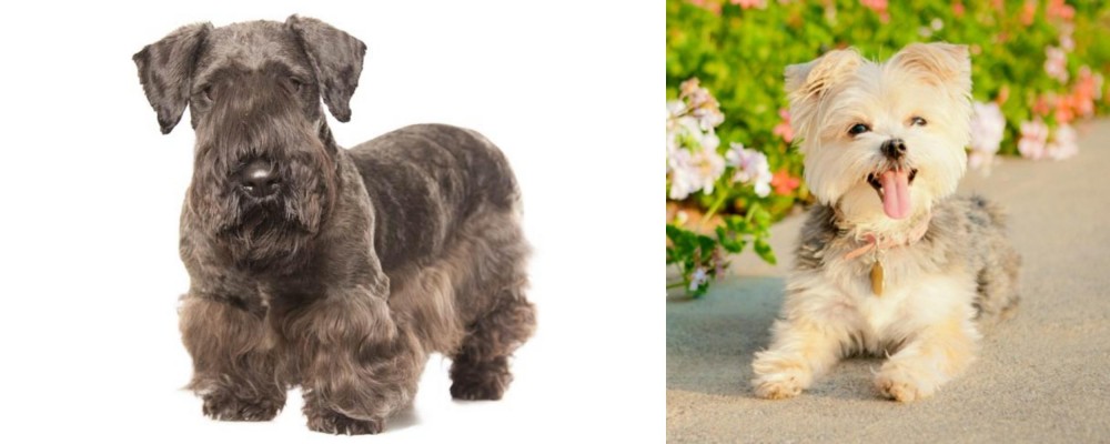 Morkie vs Cesky Terrier - Breed Comparison