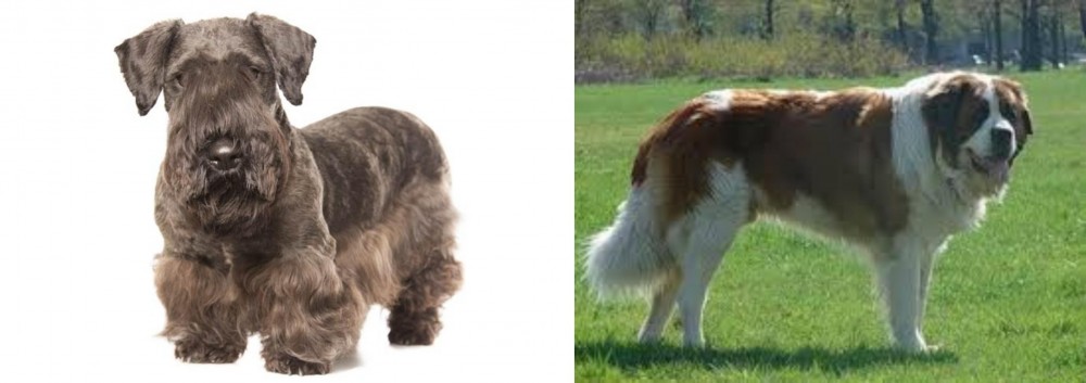 Moscow Watchdog vs Cesky Terrier - Breed Comparison
