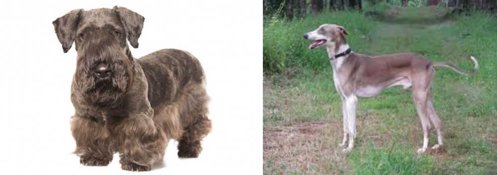 Mudhol Hound vs Cesky Terrier - Breed Comparison